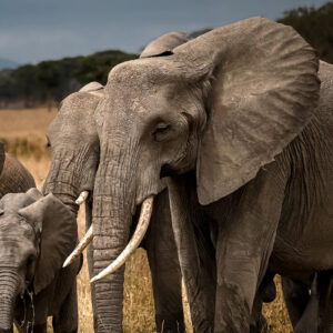 アフリカゾウ（サバンナゾウ）