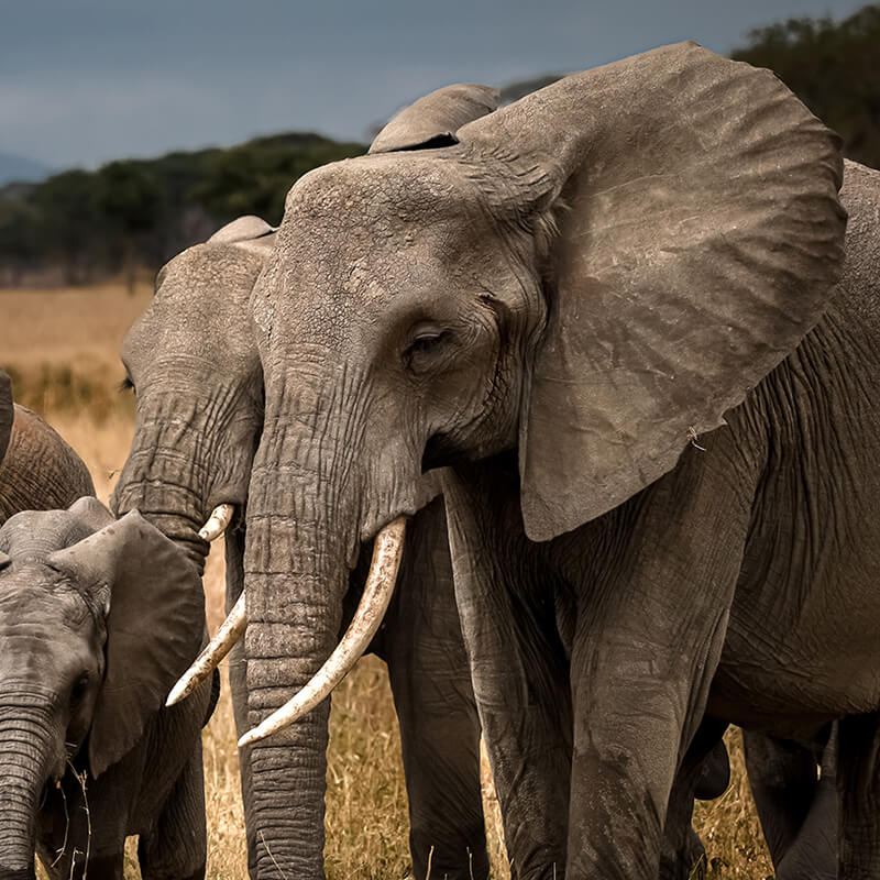 アフリカゾウ（サバンナゾウ）