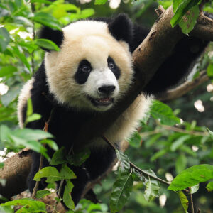 ジャイアントパンダ
